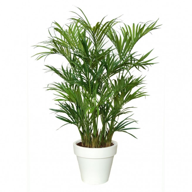 Planta semi-artificiala Ila, Kentia Palm Lux Green - 200 cm